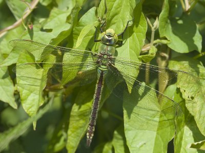 Anax imperator