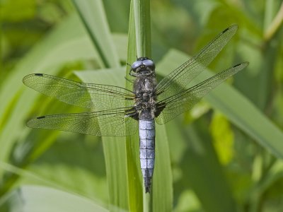 Libellula fulva
