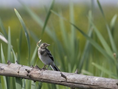 Motacilla alba