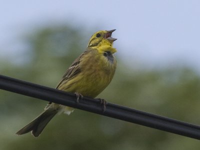 Emberiza citrinella