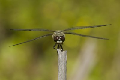 Libellula quadrimaculata