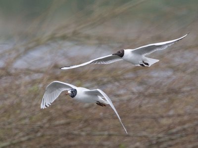 Larus melanocephalus