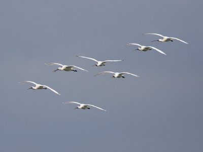 Platalea leucorodia