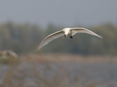 Platalea leucorodia