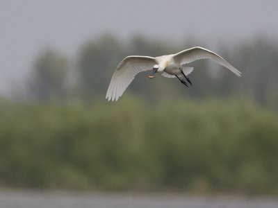 Platalea leucorodia