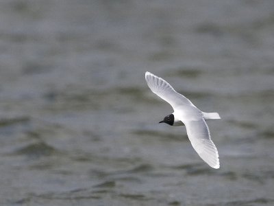 larus_minutus