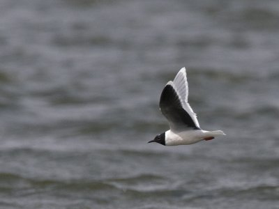 Larus minutus