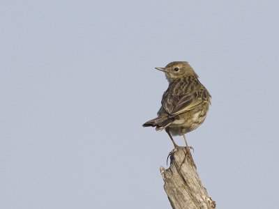 Anthus pratensis