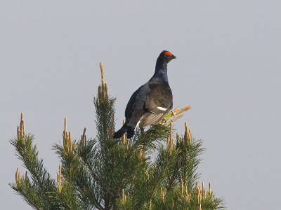 Tetrao tetrix