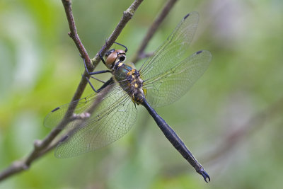 somatochlora_arctica
