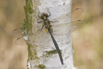 somatochlora_arctica