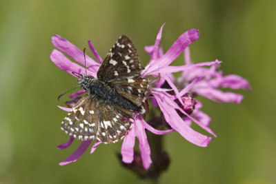 Pyrgus malvae