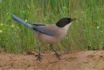 Cyanopica cyana