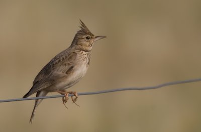 Galerida cristata