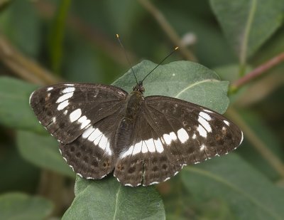 Limenitis camilla