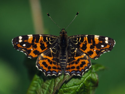 Araschnia levana_01