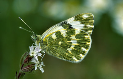 Pontia daplidice_01