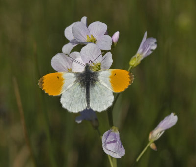 Anthocharis cardamines