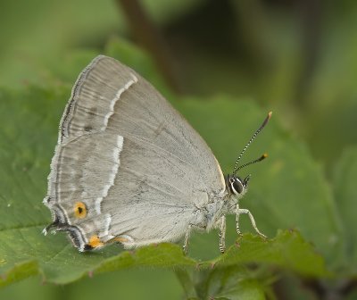 Neozephyrus quercus