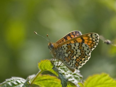 Melitaea cinxia_03