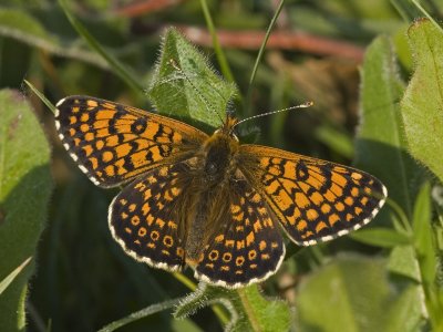 Melitaea cinxia_04
