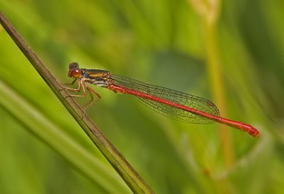 Ceriagrion tenellum
