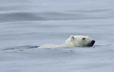 Ursus maritimus