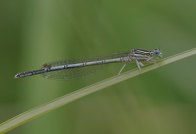 Platycnemis pennipes