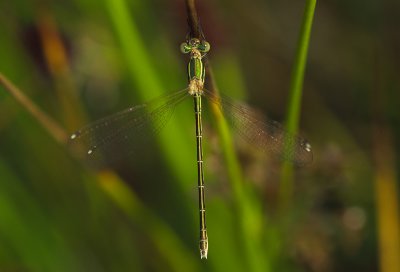 Lestes barbarus