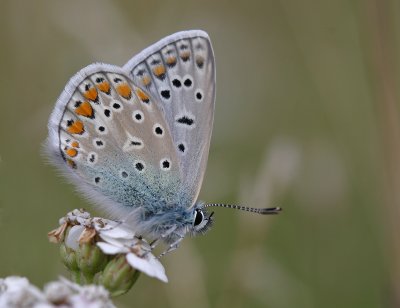 Polyommatus icarus