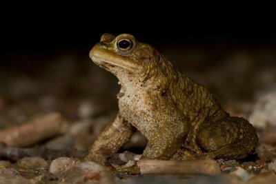 Bufo bufo
