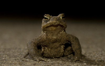 Bufo bufo