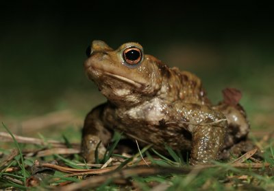 Bufo bufo
