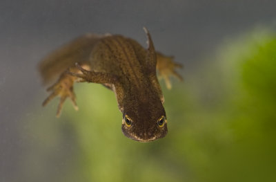 Lissotriton vulgaris