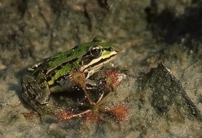 Pelophylax klepton esculentus