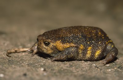 rainfrog