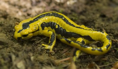 Salamandra salamandra_01