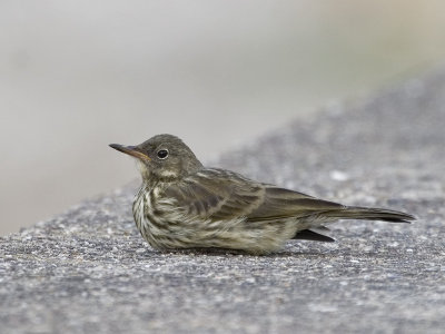 Anthus petrosus