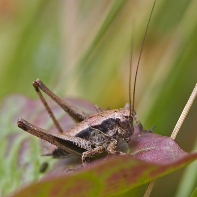 Pholidoptera griseoptera