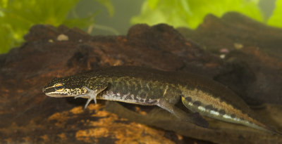 Lissotriton helveticus
