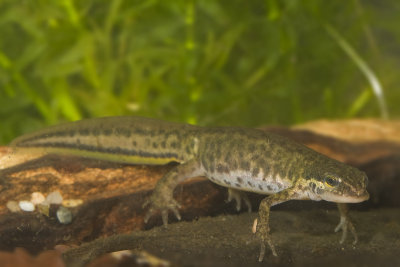 Lissotriton helveticus