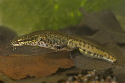 Lissotriton helveticus