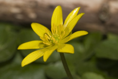 Ranunculus ficaria