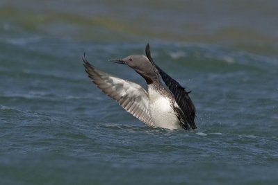 Gavia stellata