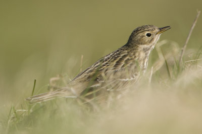 Anthus pratensis