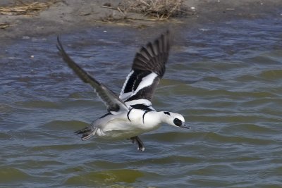 Mergellus albellus