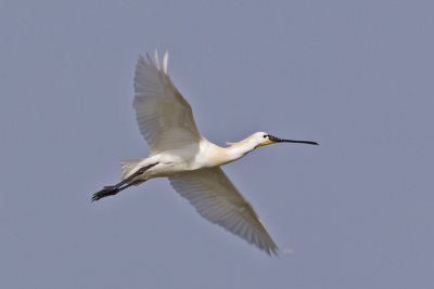 Platalea leucorodia