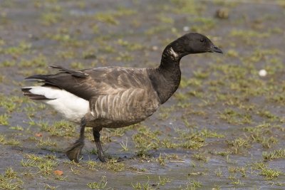 Branta bernicla