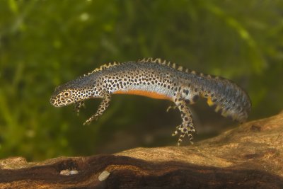 Mesotriton alpestris