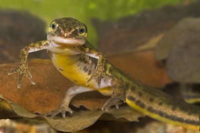 Lissotriton helveticus
